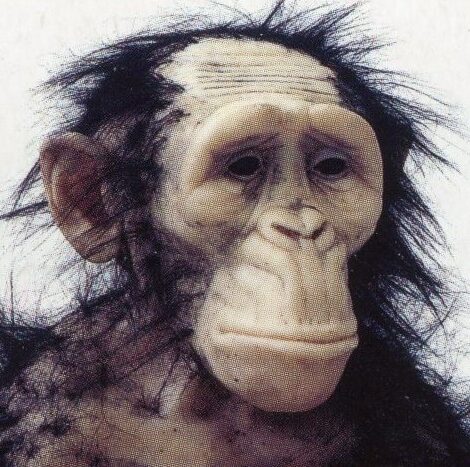 A sad, dishevelled ape
